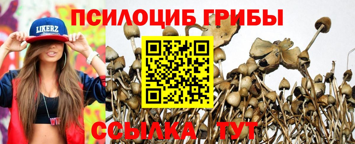 Армавир  Псилоцибиновые грибы Psilocybine cubensis  Вход с VPN 